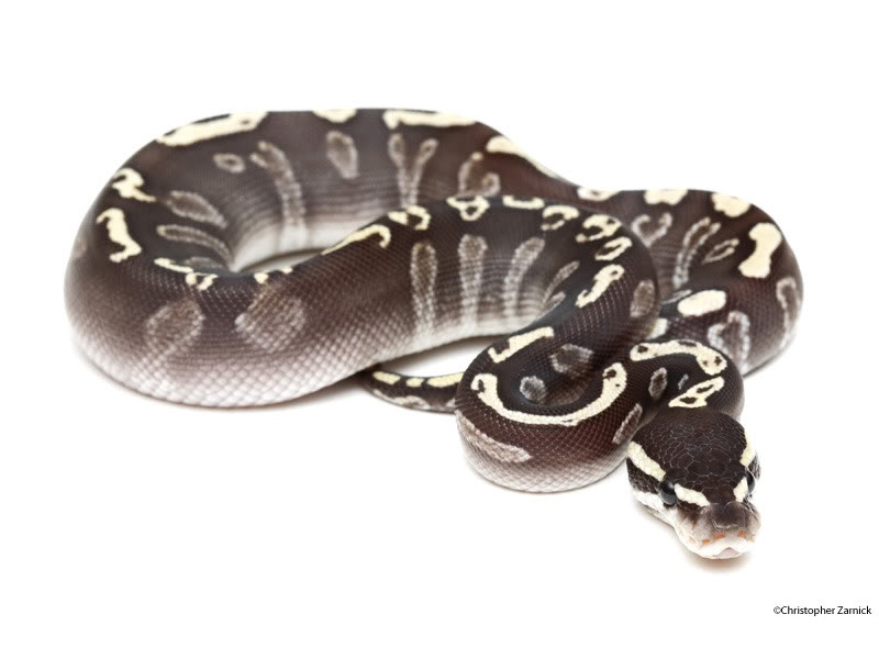 Ghi Mojave