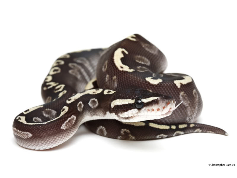 Ghi Mojave