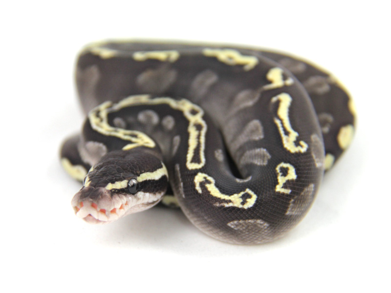 Ghi Mojave