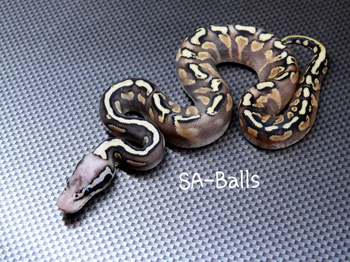 Ghi Pastel Phantom Spotnose Yellow Belly