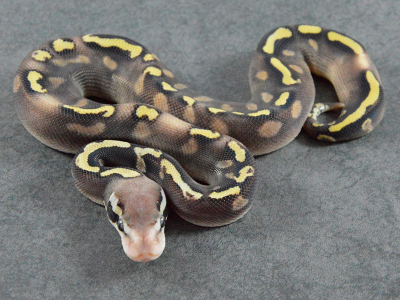 Ghi Pastel Phantom Yellow Belly