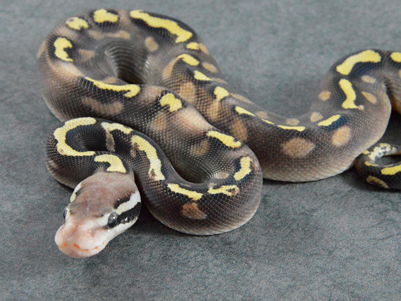 Ghi Pastel Phantom Yellow Belly