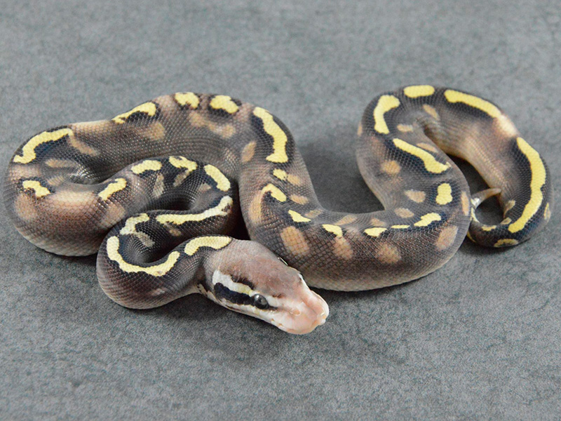 Ghi Pastel Phantom Yellow Belly