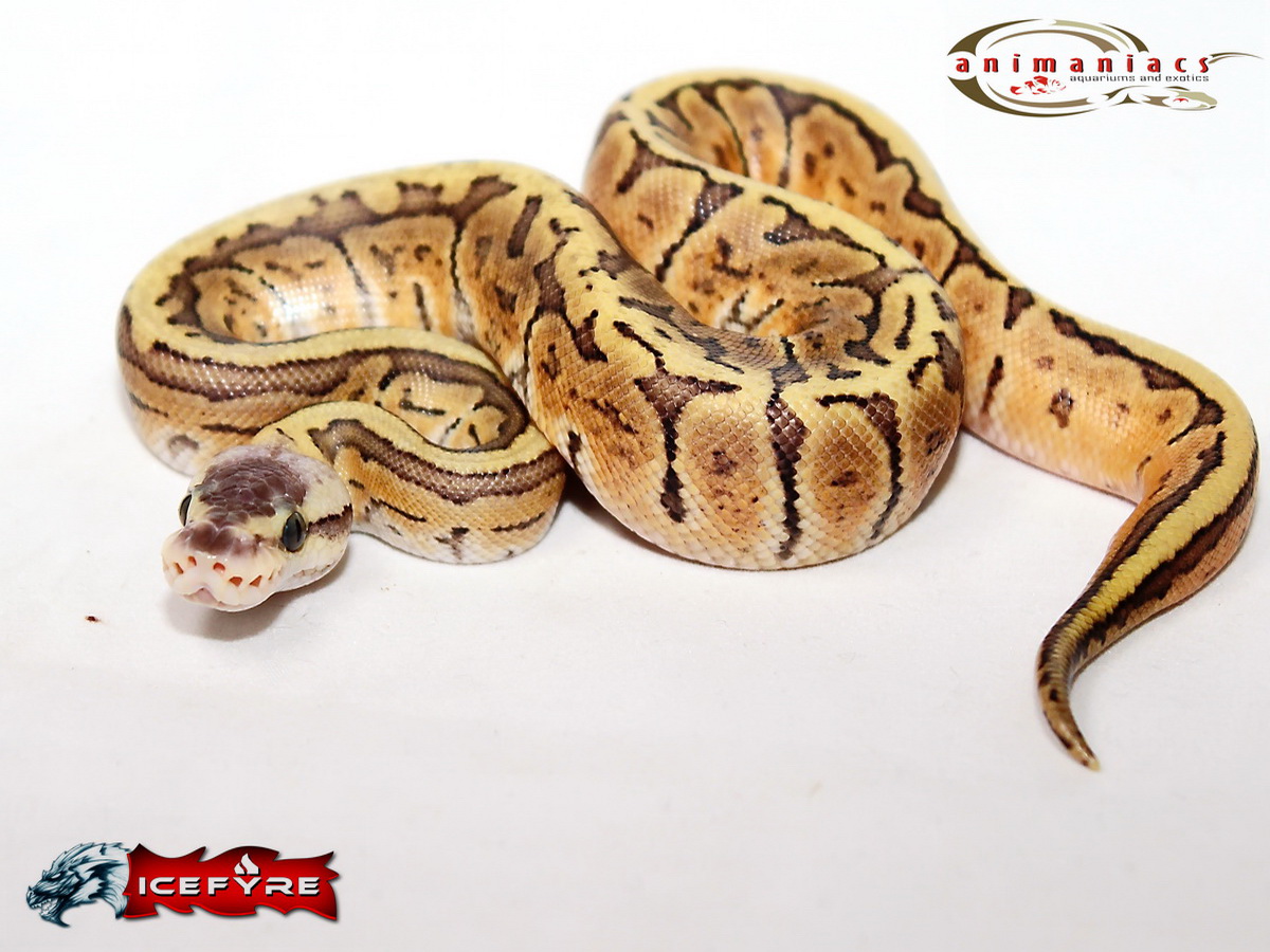 Ghi Pastel Pinstripe Yellow Belly