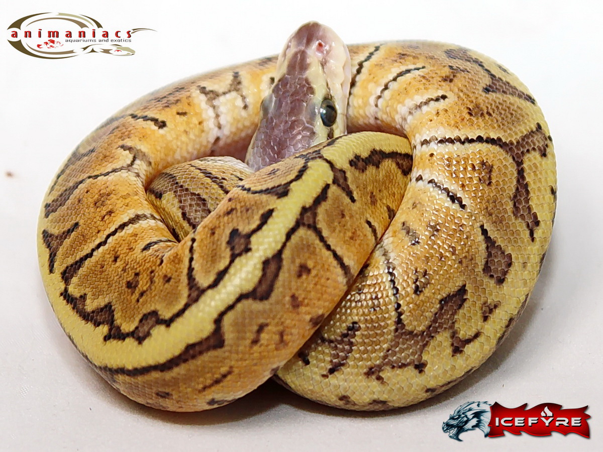 Ghi Pastel Pinstripe Yellow Belly