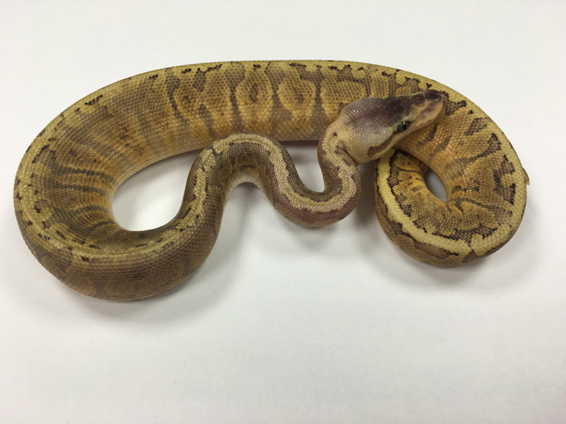 Ghi Pastel Pinstripe - Morph List - World of Ball Pythons