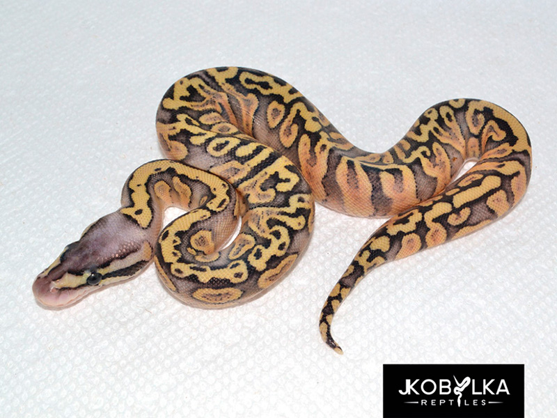 Ghi Pastel Red Stripe Yellow Belly