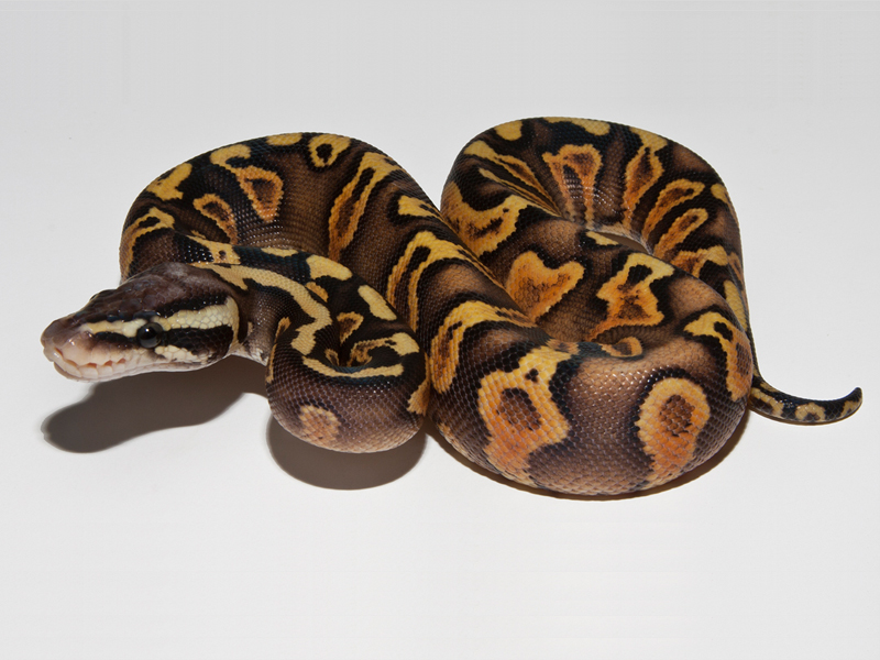 Ghi Pastel yellow Belly