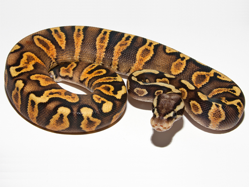 Ghi Pastel yellow Belly
