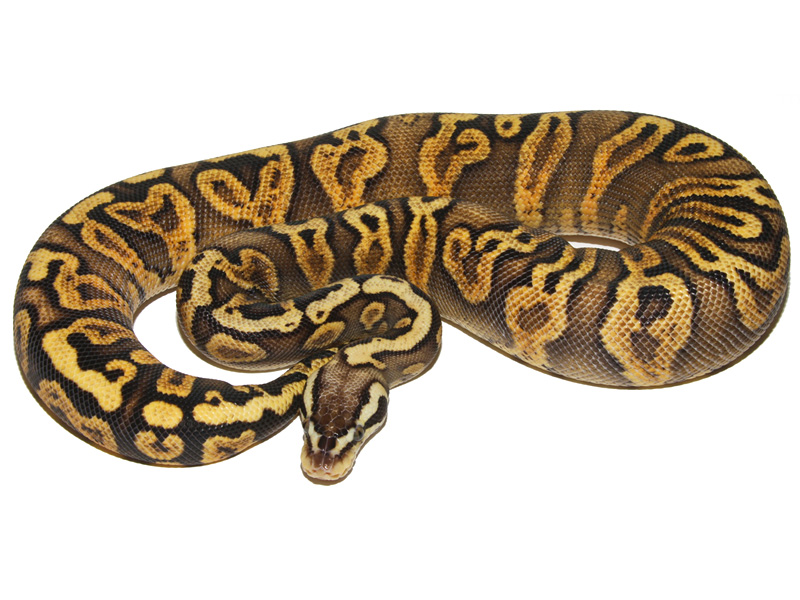 Ghi Pastel yellow Belly