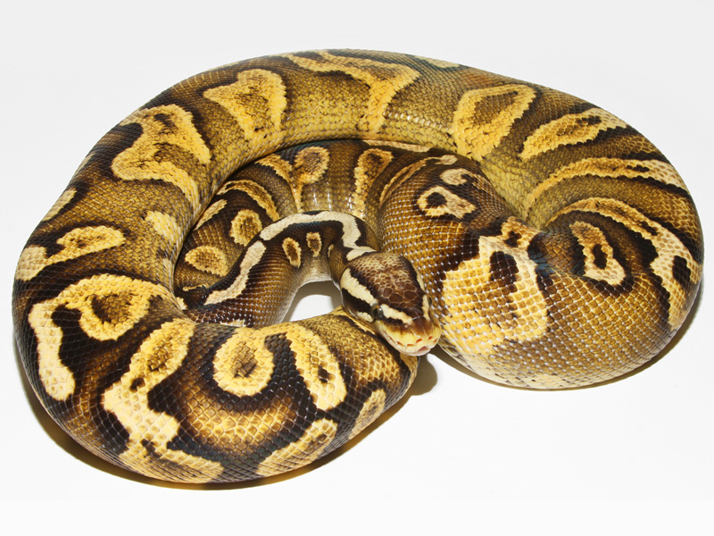 Ghi Pastel yellow Belly