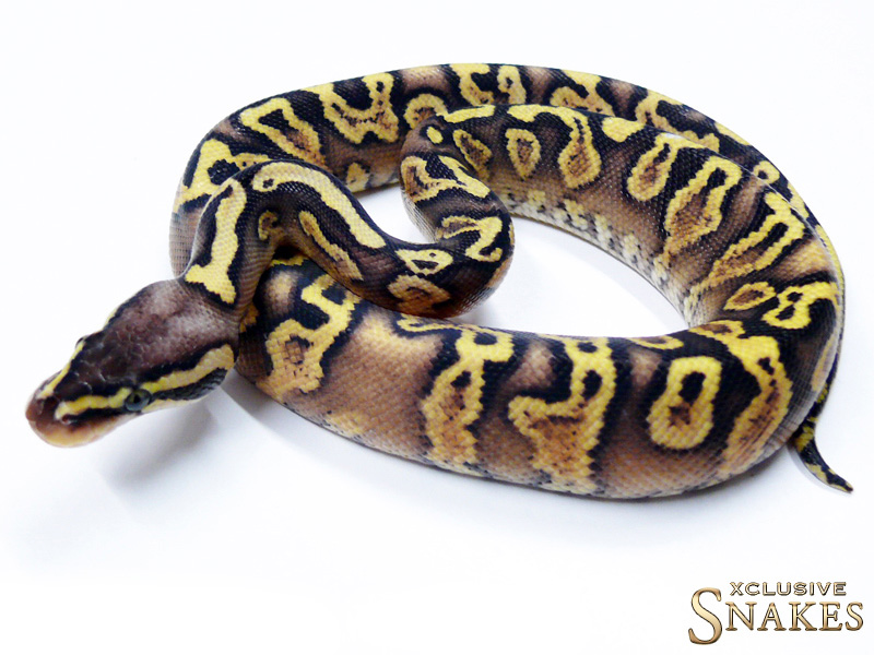 Ghi Pastel yellow Belly