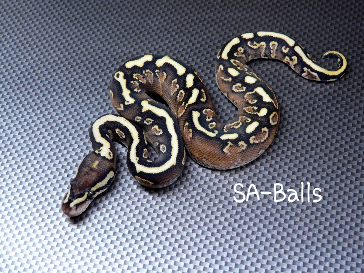 Ghi Phantom Spotnose Yellow Belly