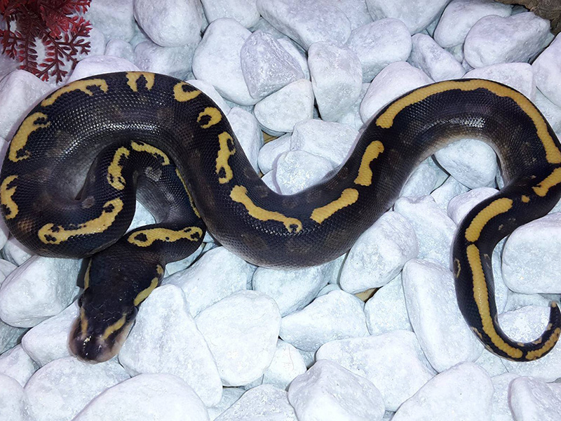 Ghi Phantom Yellow Belly