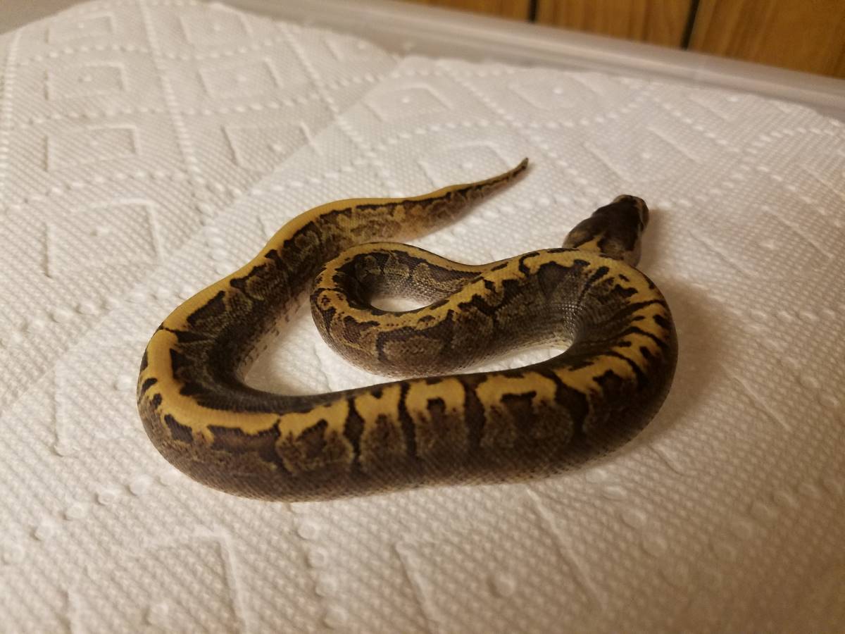 Ghi Pinstripe Spotnose Yellow Belly