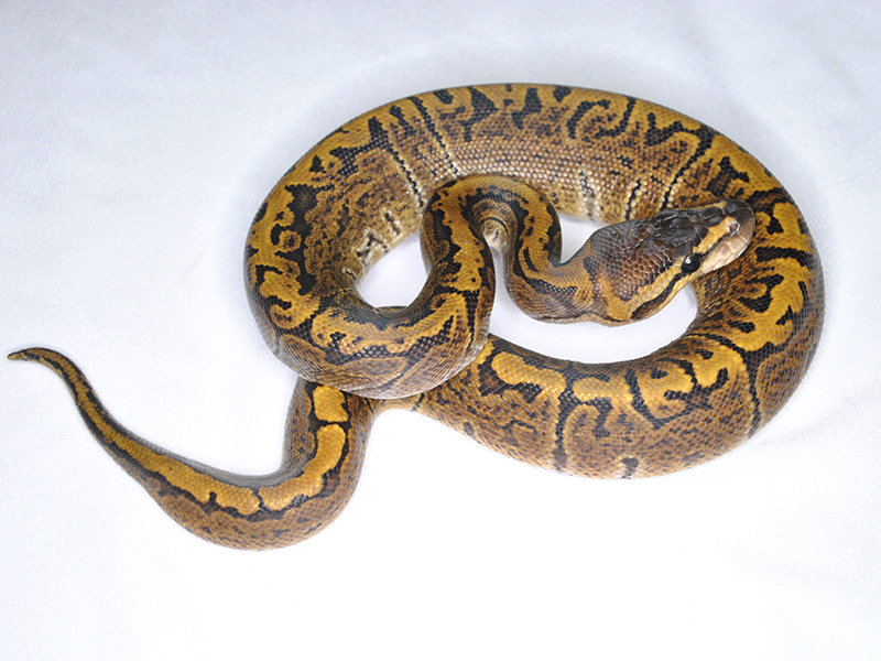 Ghi Pinstripe Yellow Belly