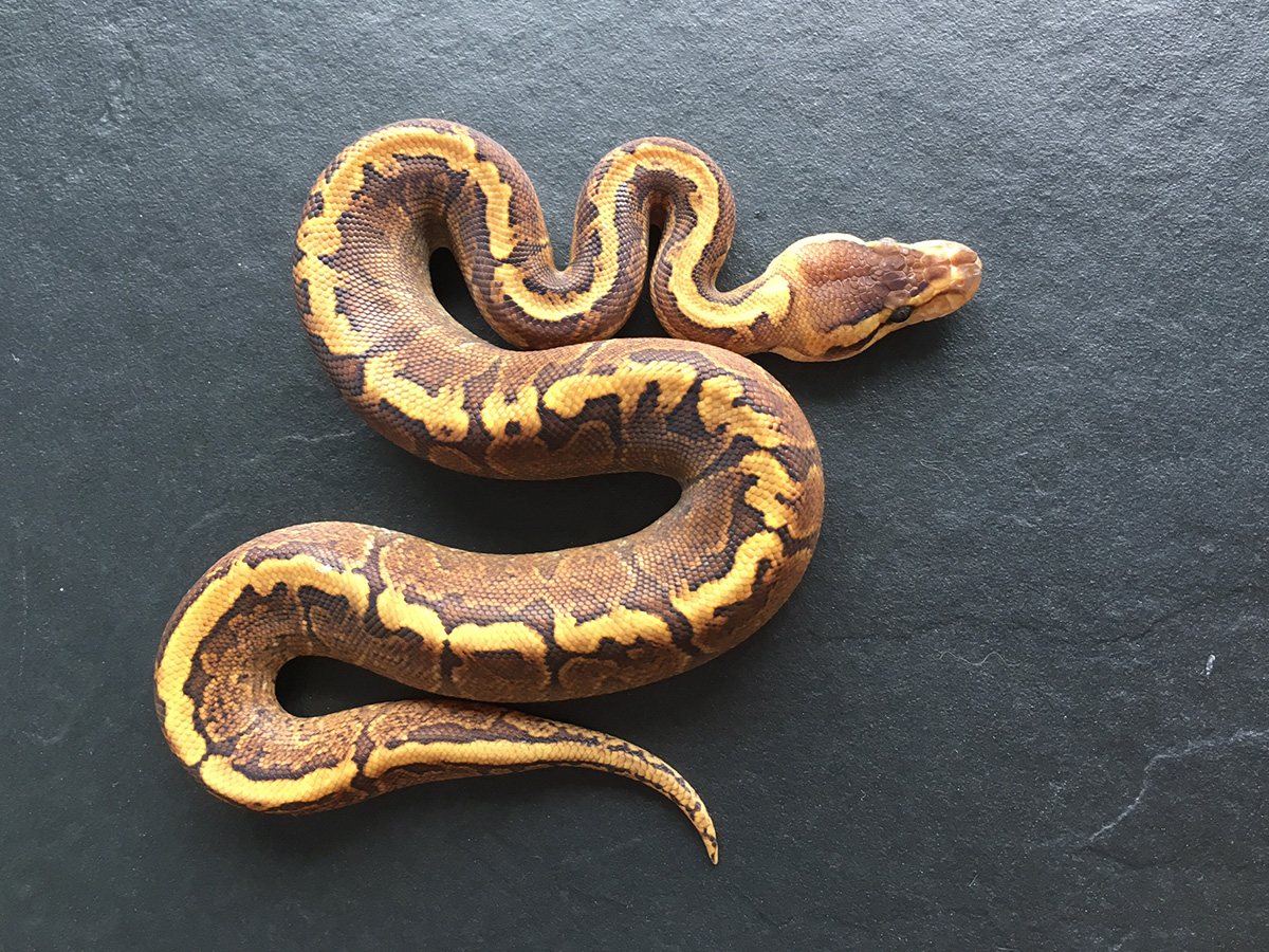 Ghi Pinstripe Yellow Belly