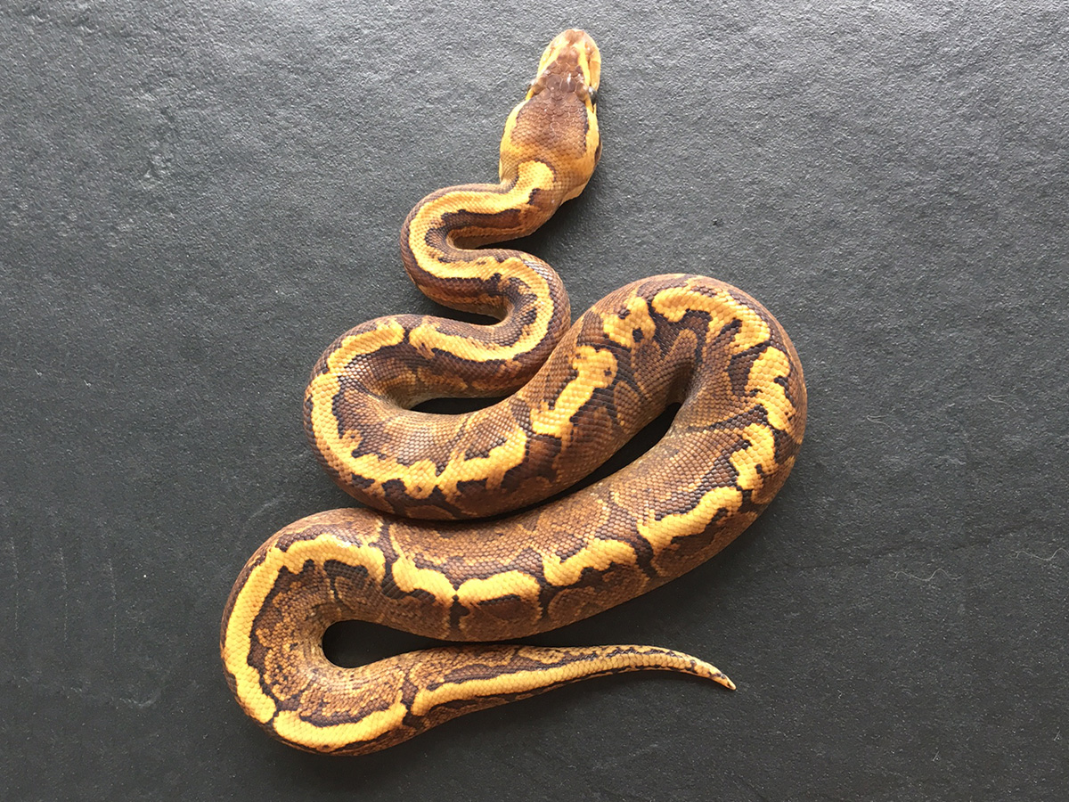 Ghi Pinstripe Yellow Belly