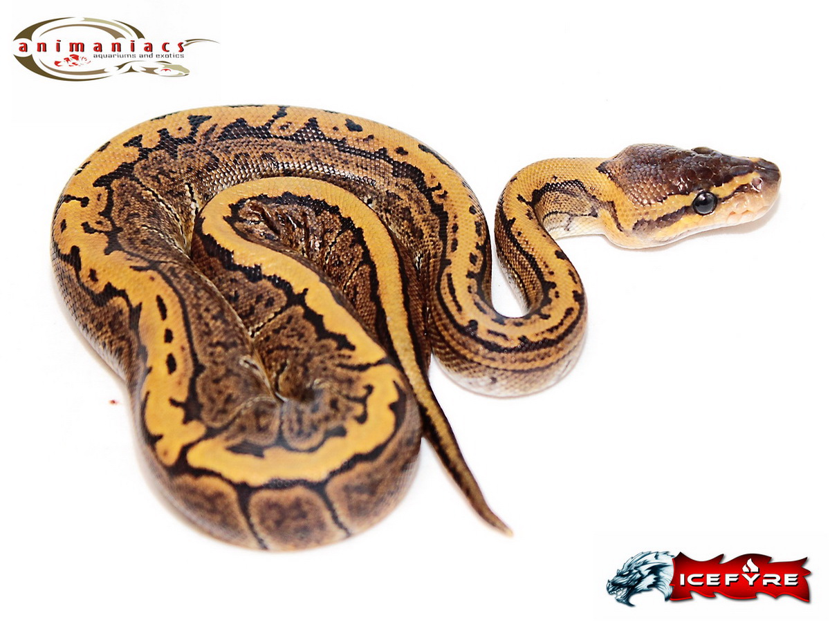 Ghi Pinstripe Yellow Belly