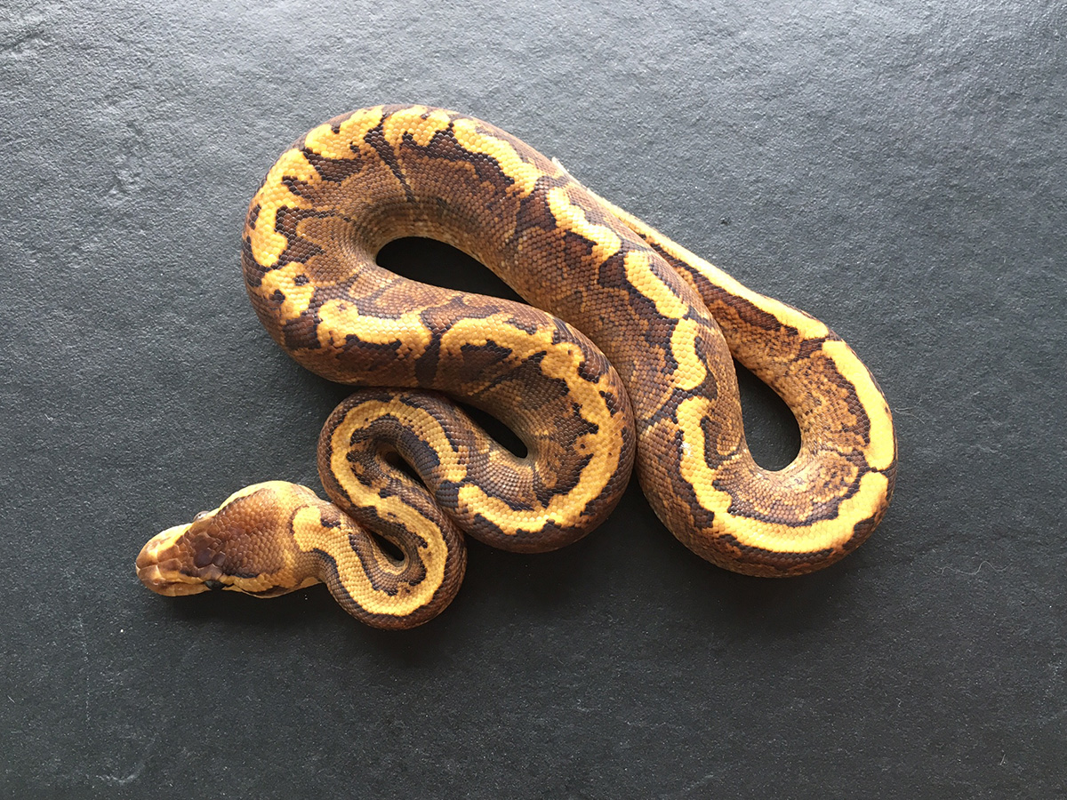 Ghi Pinstripe Yellow Belly