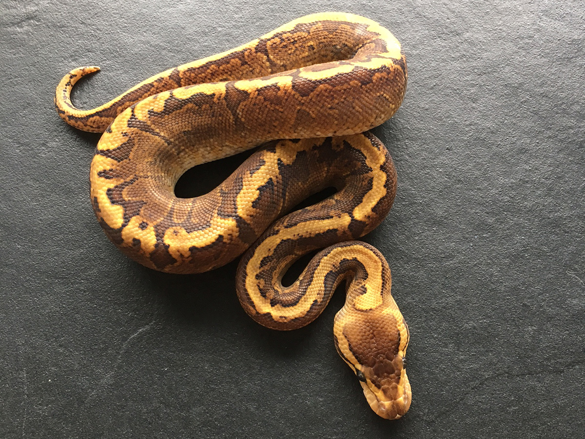 Ghi Pinstripe Yellow Belly