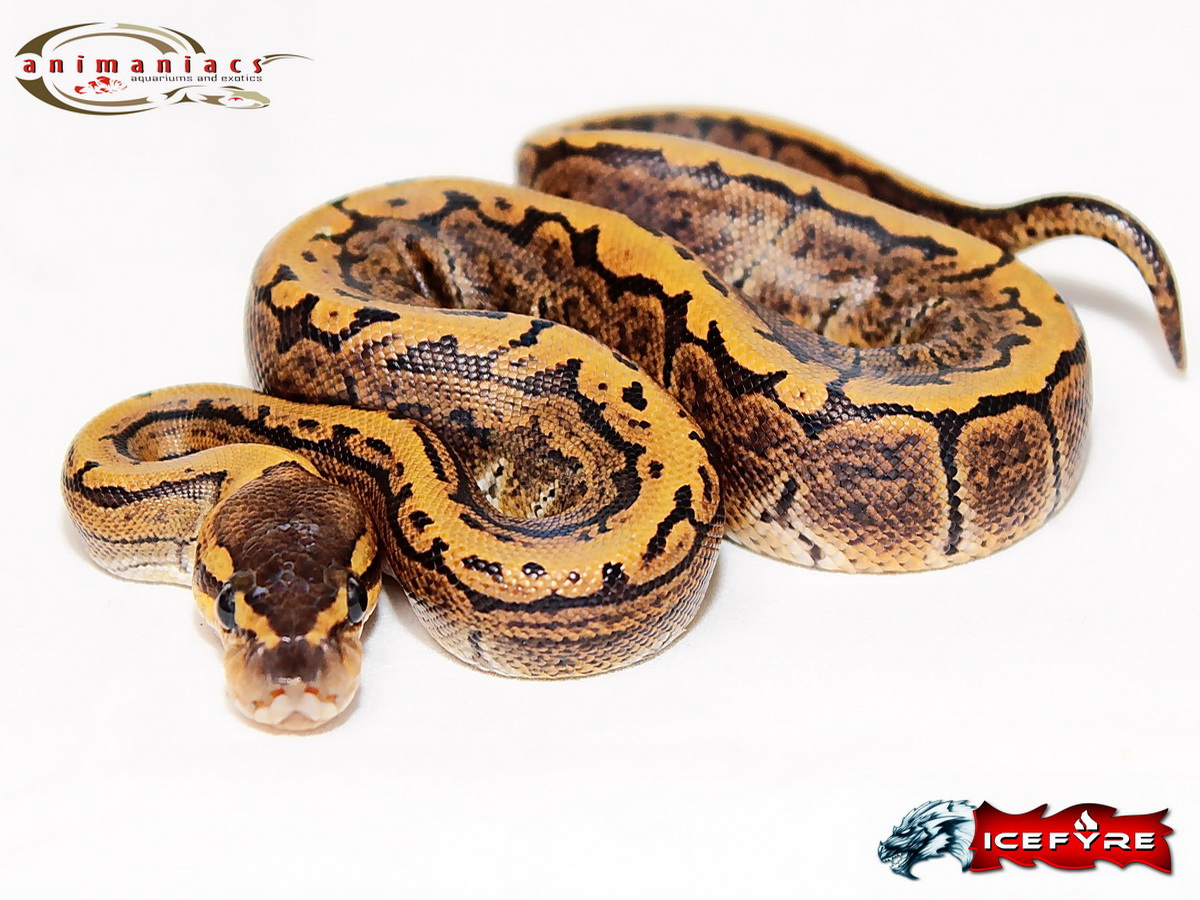Ghi Pinstripe Yellow Belly