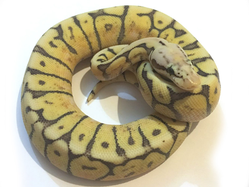 Ghi Spider Super Pastel