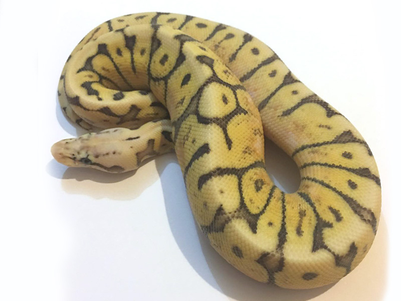 Ghi Spider Super Pastel