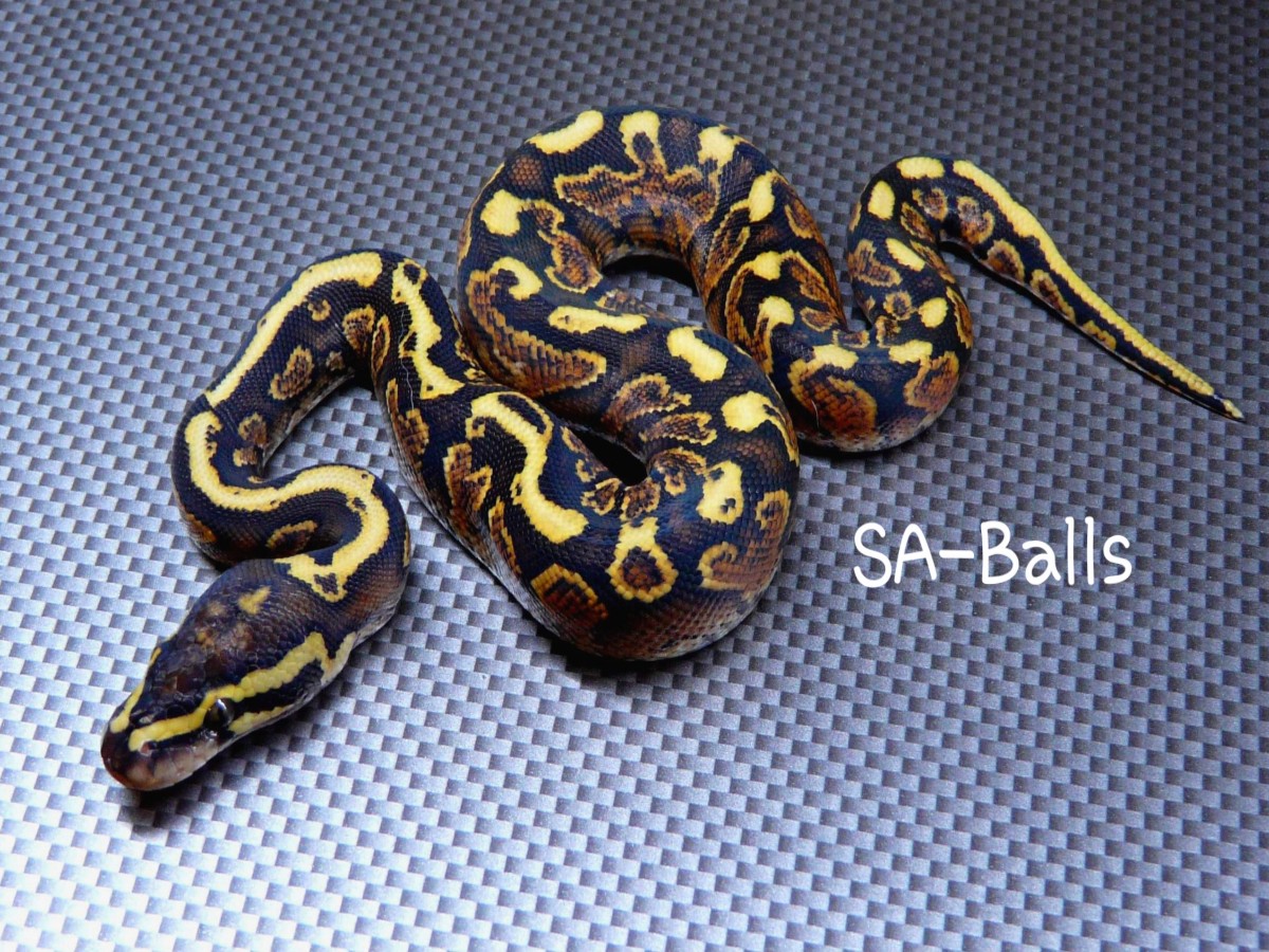 Ghi Spotnose Yellow Belly