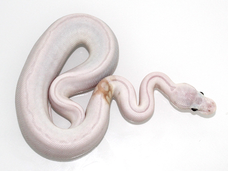 Ghi Super Lesser