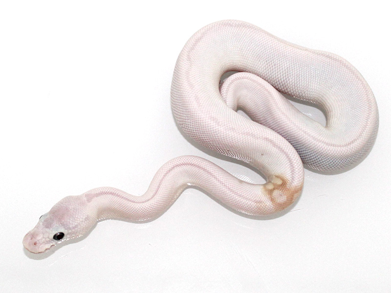 Ghi Super Lesser