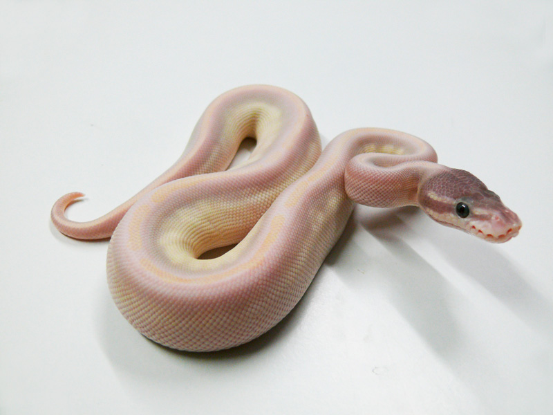 Ghi Super Mojave