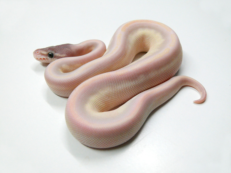 Ghi Super Mojave