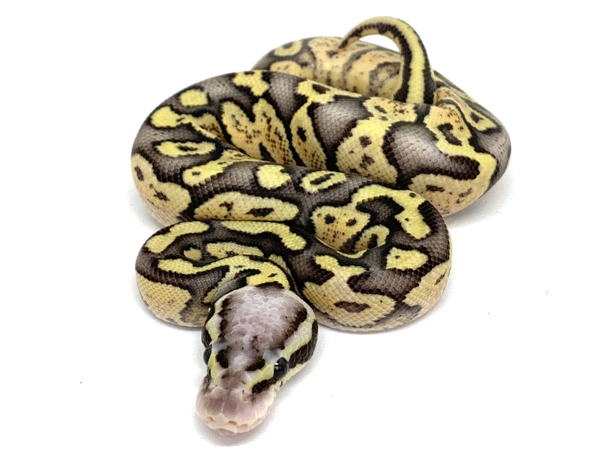 GHI Super Pastel Vanilla