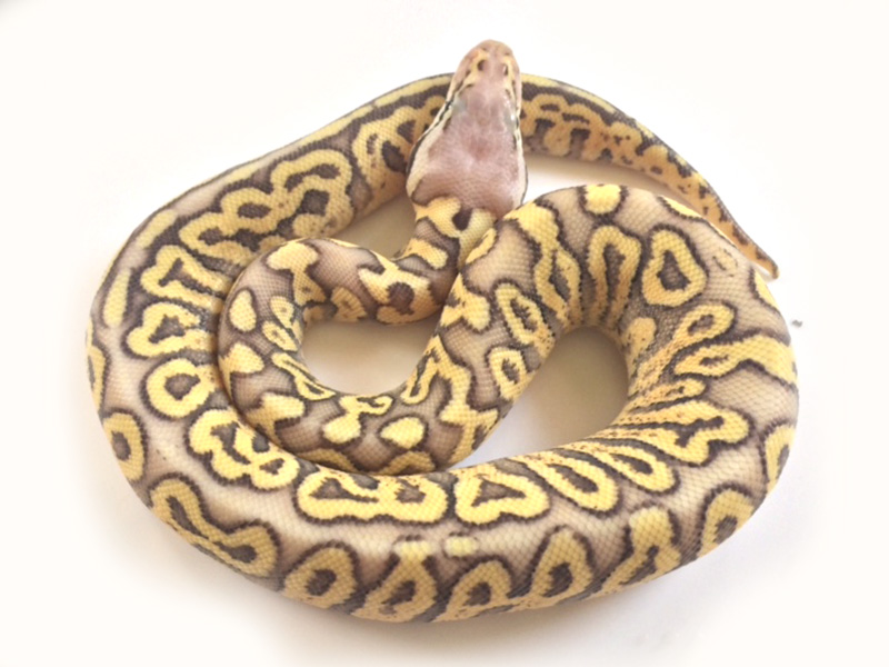 Ghi Super Pastel Woma