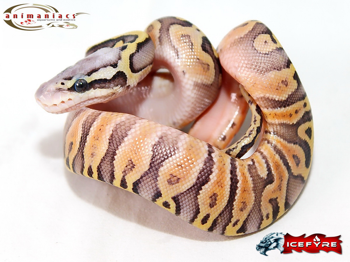 Ghi Super Pastel Yellow Belly