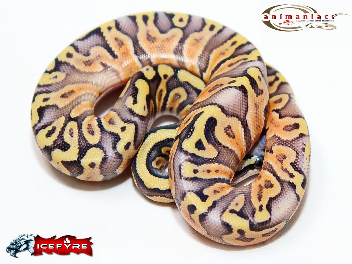 Ghi Super Pastel Yellow Belly