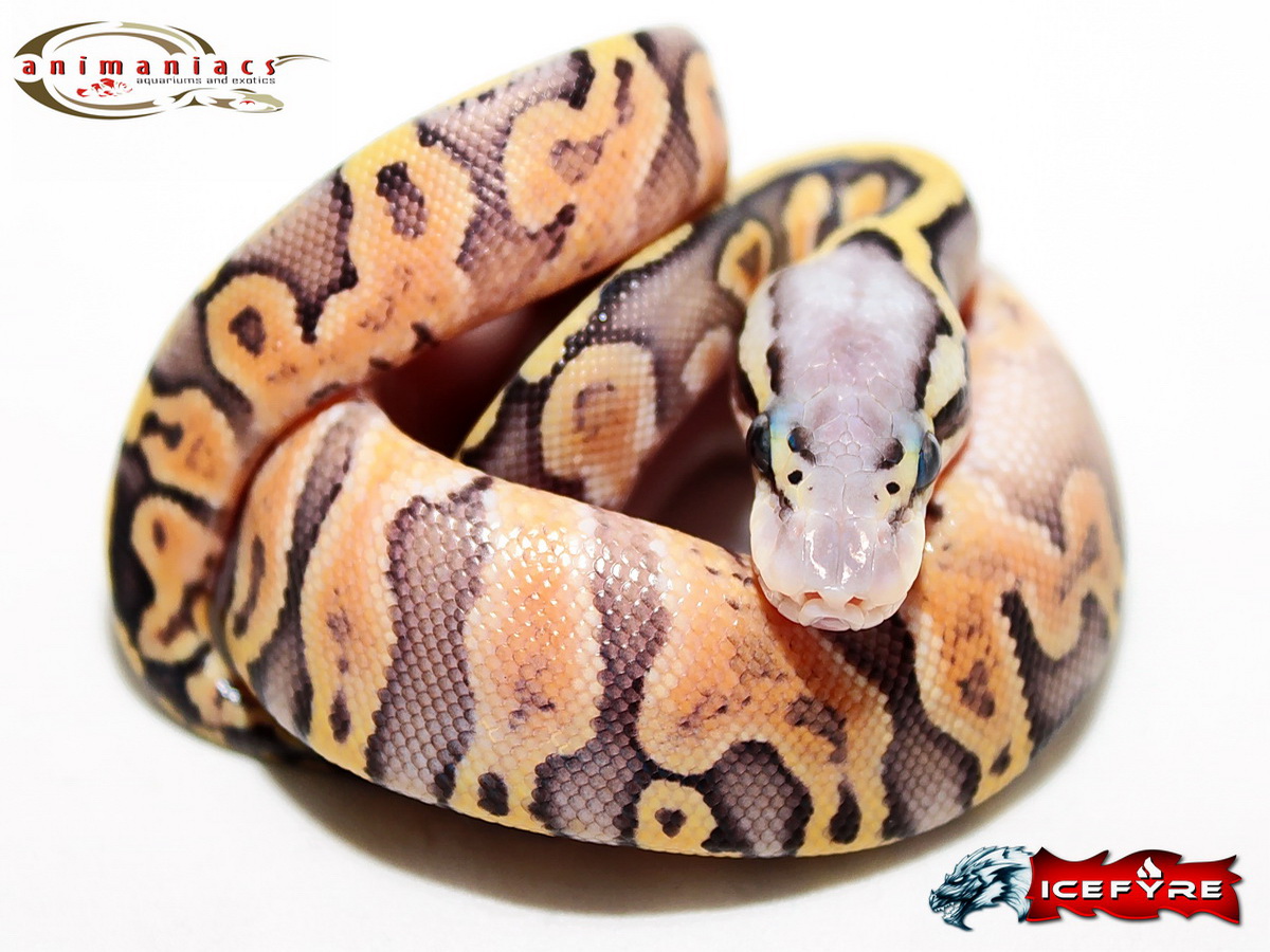 Ghi Super Pastel Yellow Belly