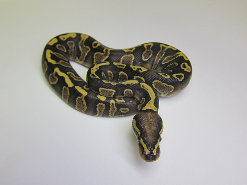 Ghi Vanilla Yellow Belly