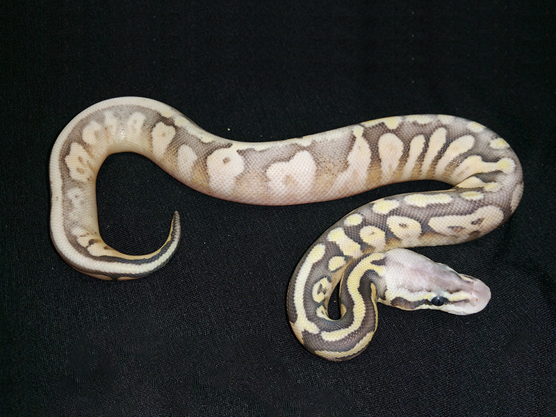 Ghost Calico Super Pastel