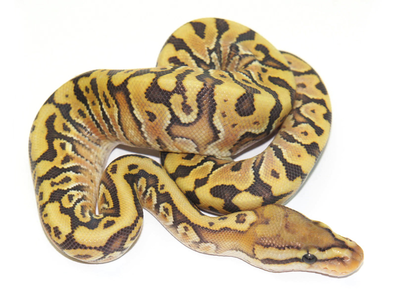 Ghost Granite Hidden Gene Woma Yellow Belly