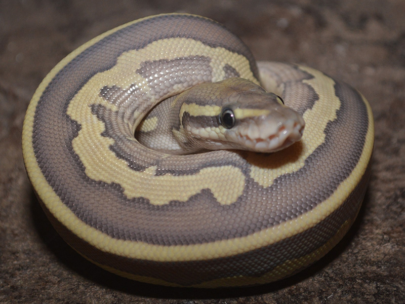 Ghost Leopard Lesser