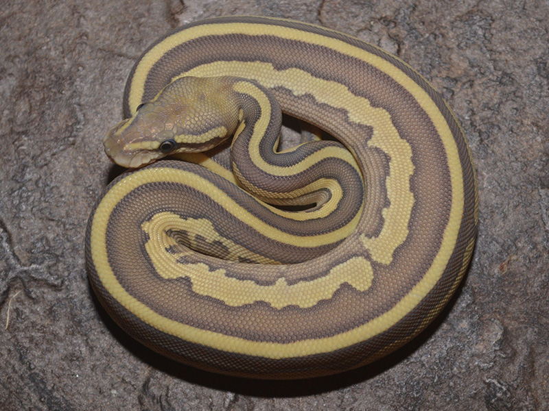 Ghost Leopard Lesser