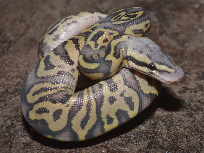 Ghost Leopard Pastel