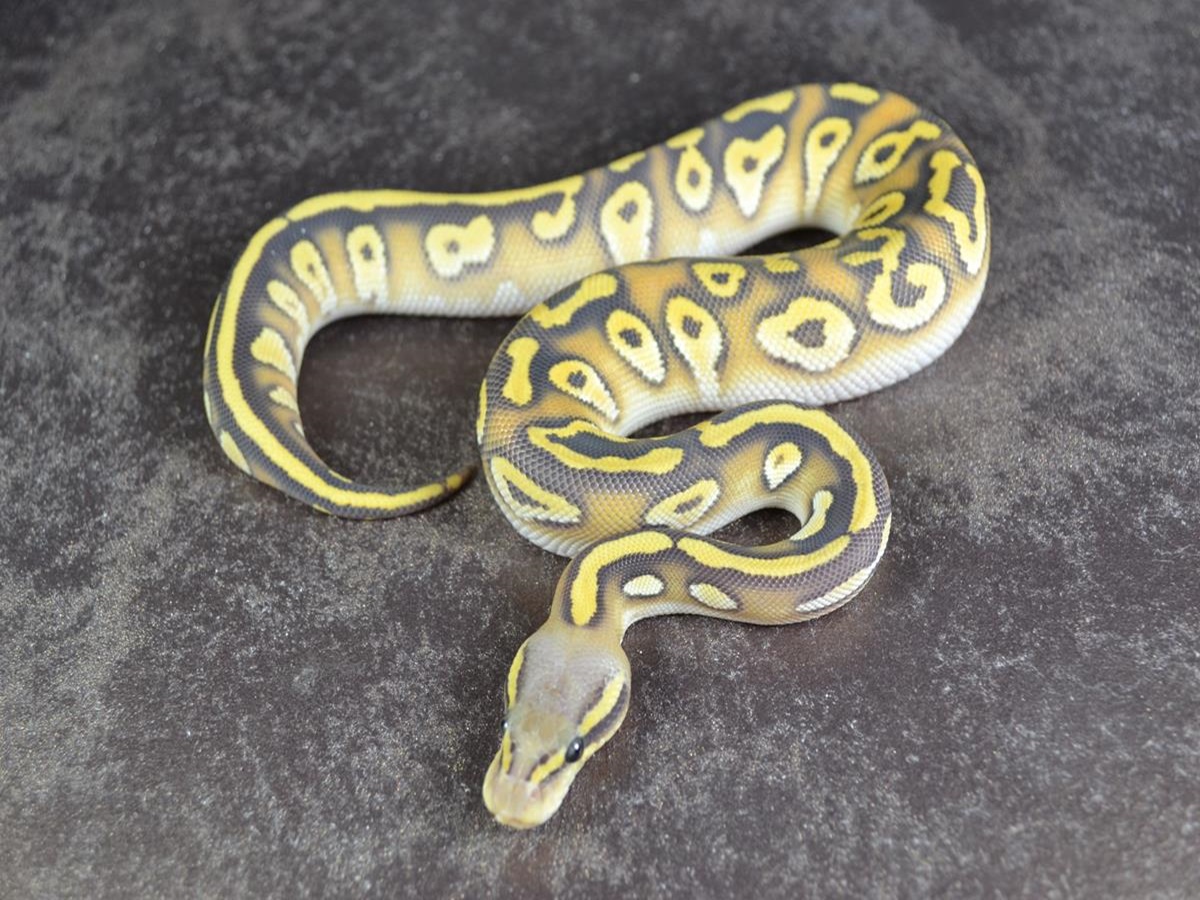 Ghost Mojave Orange Dream Pastel