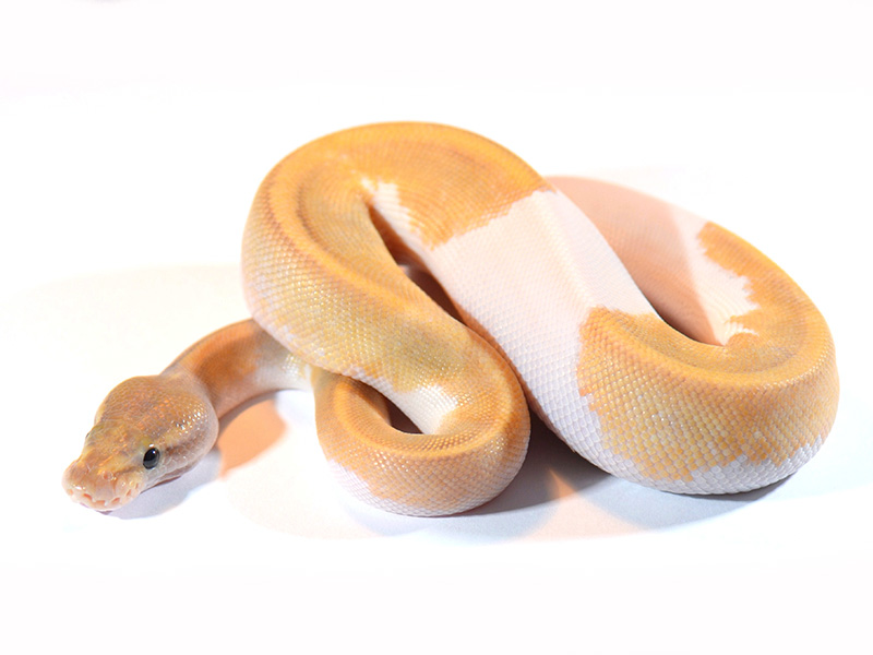 Ghost Mojave Pied