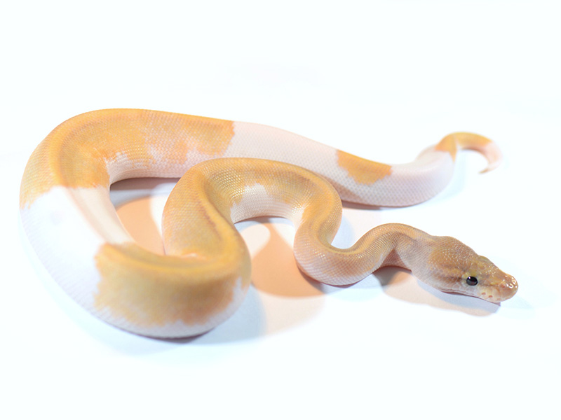 Ghost Mojave Pied