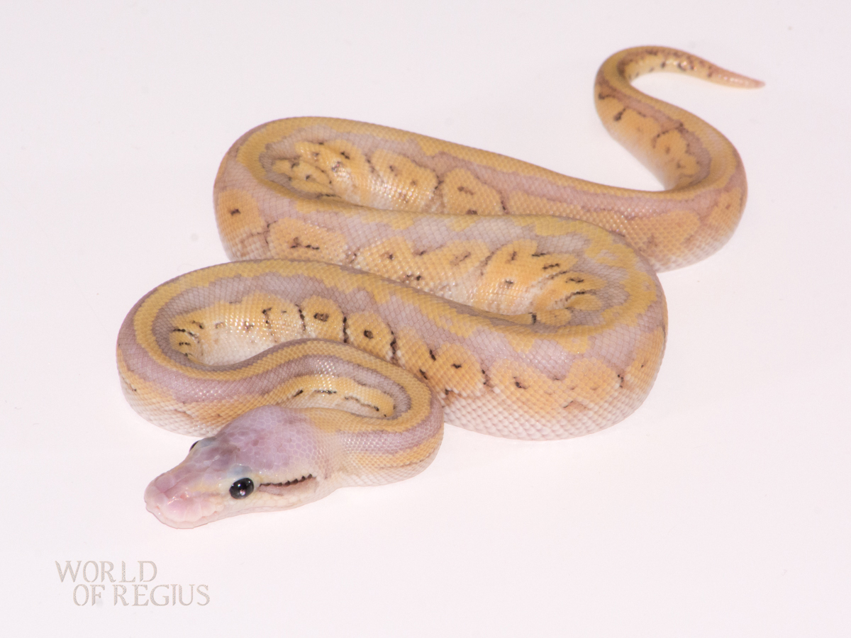 Ghost Mojave Pinstripe Super Pastel