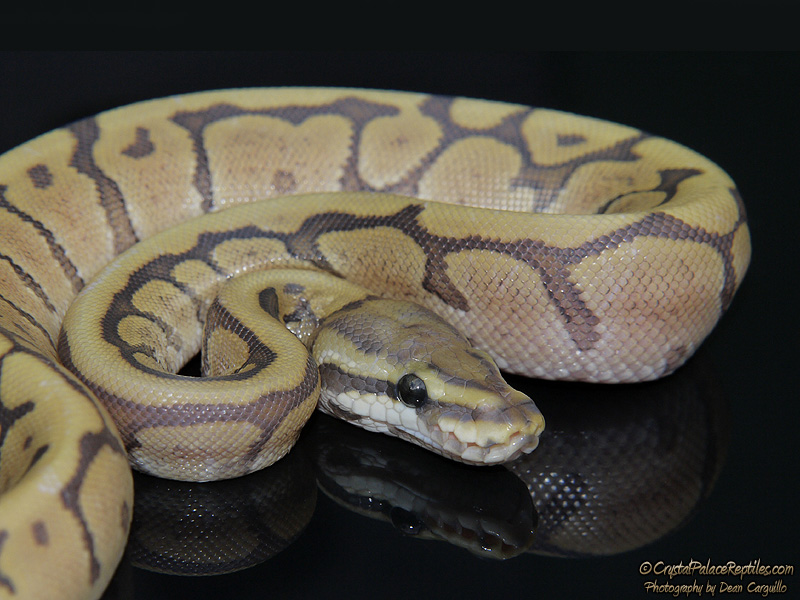 Ghost Mojave Spider