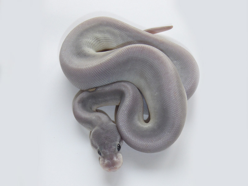 Ghost Mojave Super Cinnamon.